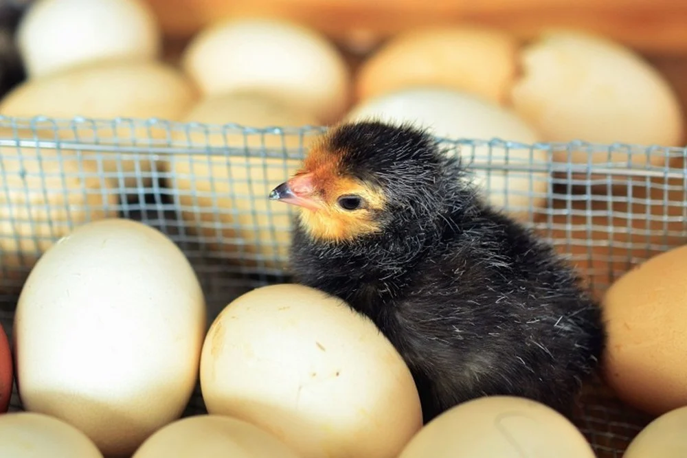 The Origins Of The Chicken And Egg Paradox