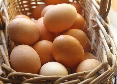 Understanding The Anatomy Of A Chicken Egg