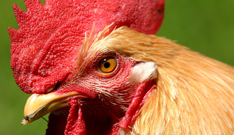 What To Feed A Chicken With A Broken Beak 